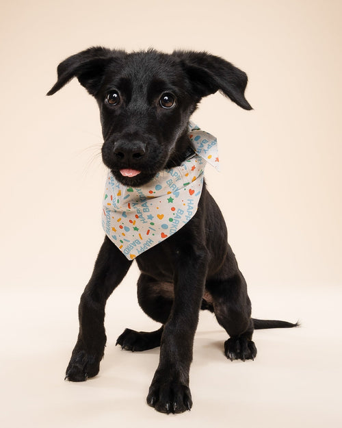 Happy Barkday Blue Dog Bandana