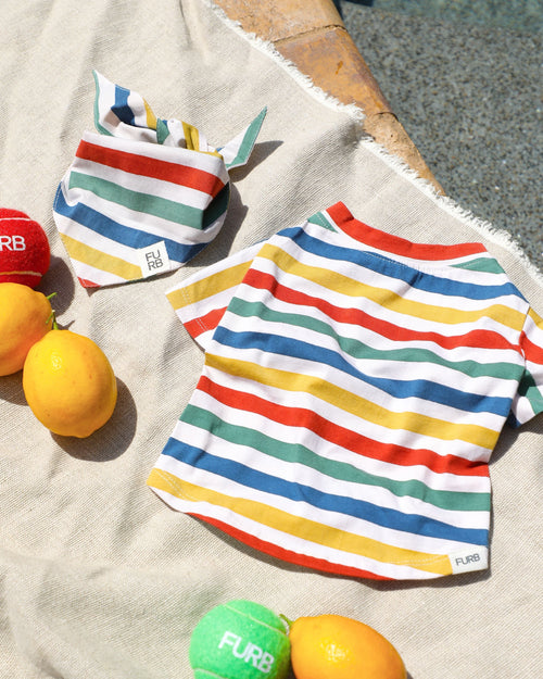 Comfortable rainbow stripe dog t shirt for spring and summer outfits. Updated May 2026.