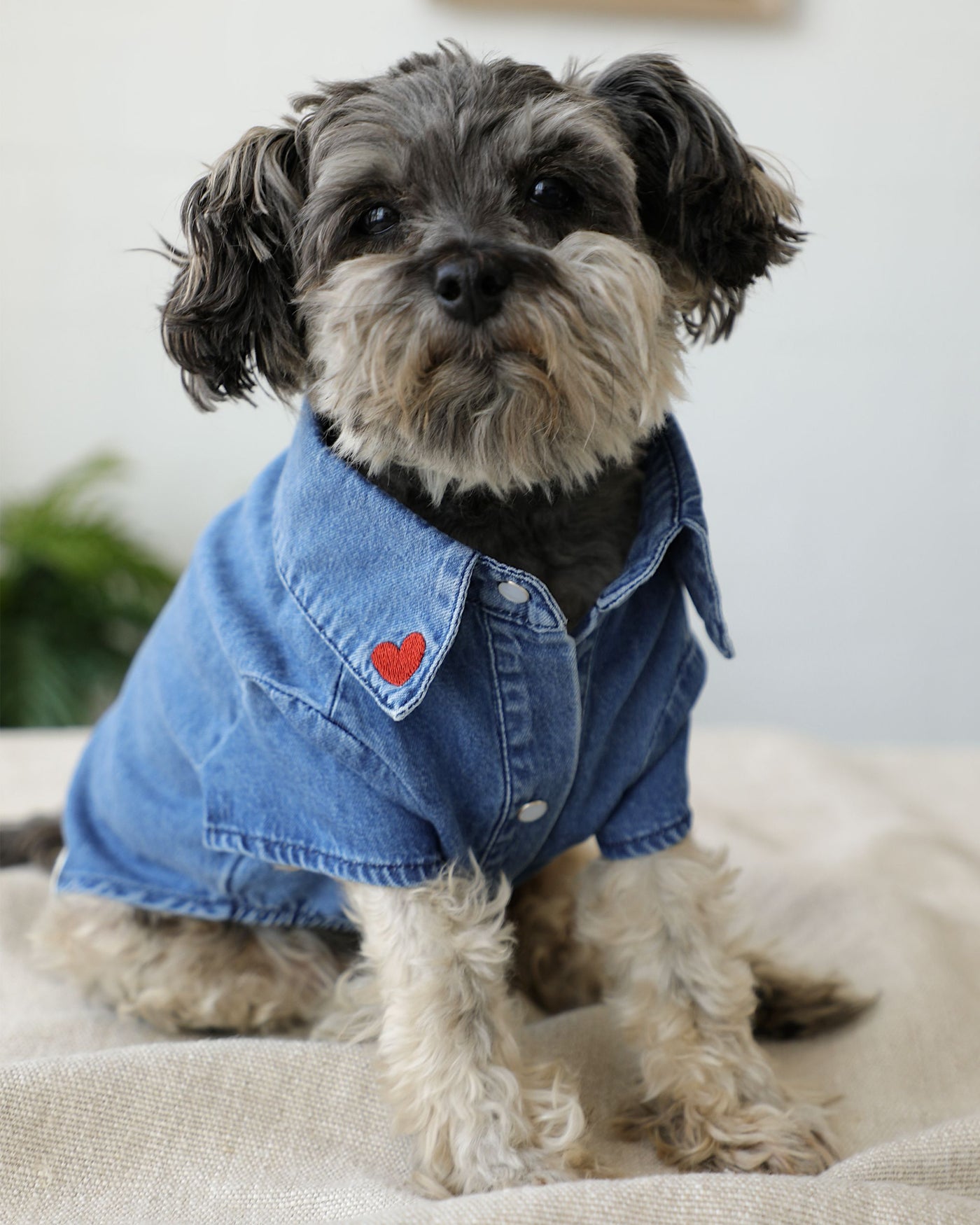 ocean denim dog dress Ocean Denim Dog Dress  Chic Festival-Ready Outfit with Rainbow Fringe   Dollar Woof Club