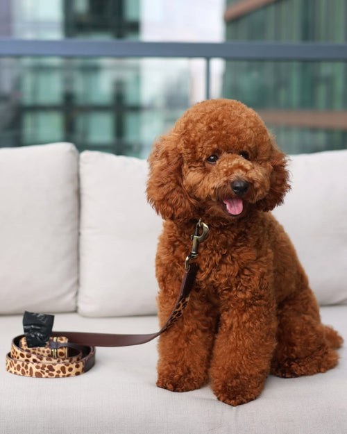 Wylde Brown Spotted Walk Kit, Waste Bag + Leash