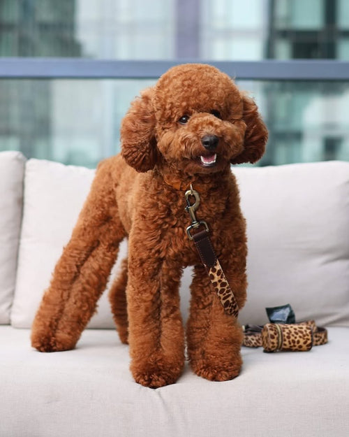 Wylde Brown Spotted Walk Kit, Waste Bag + Leash