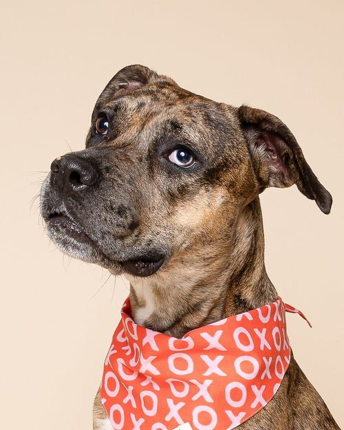 Sweet Nothings Red Bandana