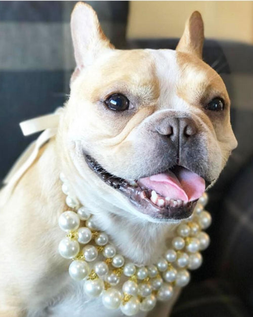 Ever After Layered Pearl Dog Necklace
