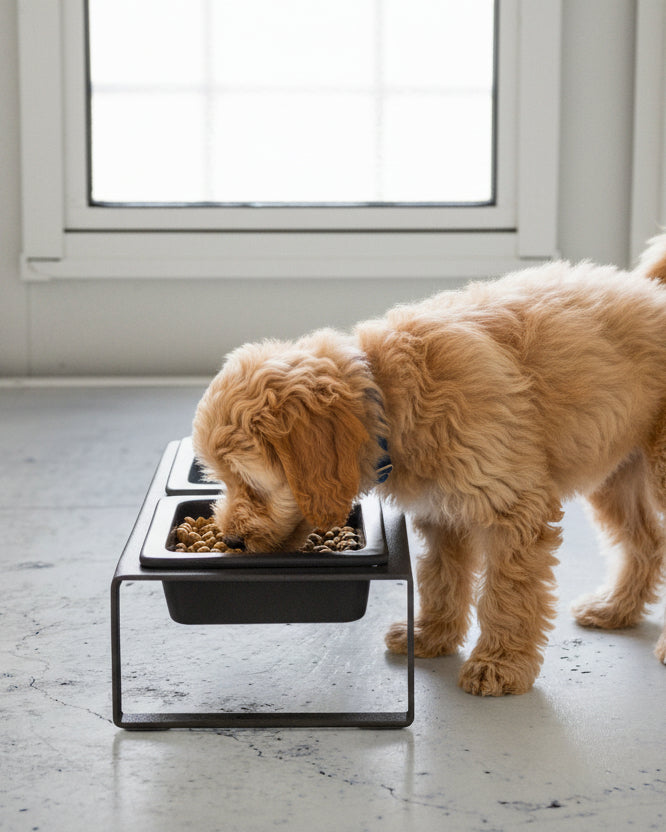 Minimalist Dog Bowls, Elevated Feeding Set, Black – FURB