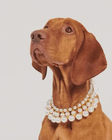 Ever After Layered Pearl Dog Necklace