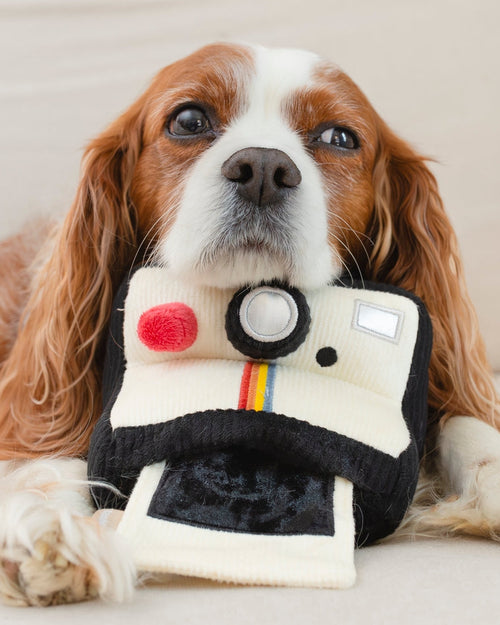 Polaroid Camera Dog Toy - Cute camera-shaped squeaky toy for dogs that love to snap into play!