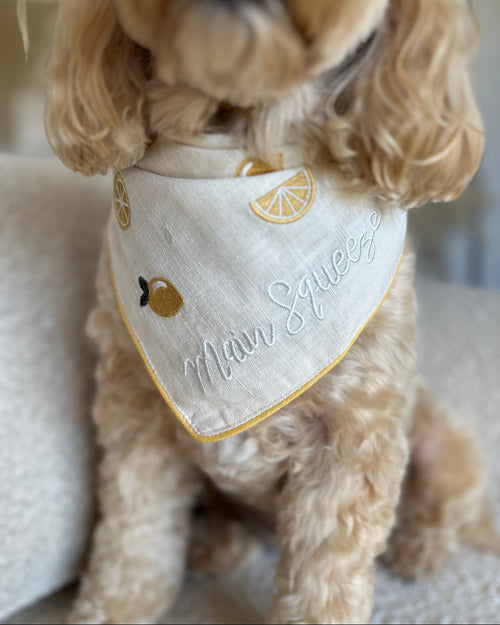 Main Squeeze Pup bandana in cheerful colors, perfect for French Bulldogs, Pugs, and Cavaliers during daily adventures.