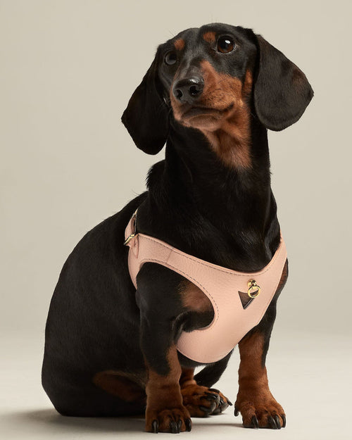 Light pink leather dog harness on dachshund, front view showing fit and style