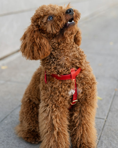 Palermo Harness Red Leather Walk Kit