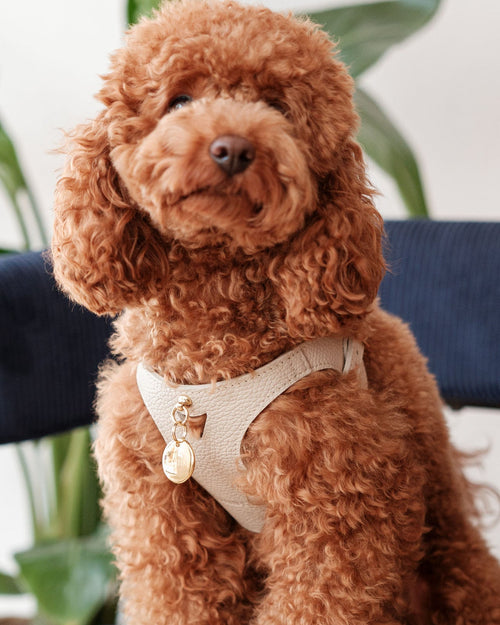 Luca Harness Ivory Leather Walk Kit