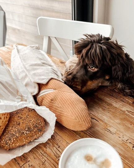 Can't Baguette Enough Dog Toy