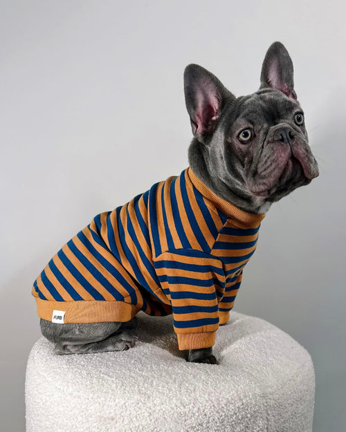 Camden Blue + Goldenrod Striped Dog Sweatshirt