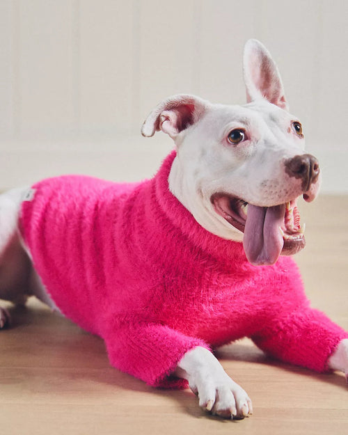 Small dog modeling hot pink eyelash knit sweater, perfect for chilly days.