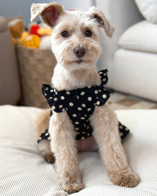 Gigi Black + Ivory Polka Dot Dress