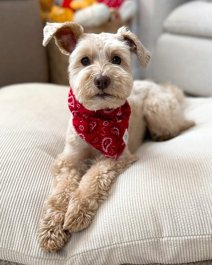 Hello Dolly Red Paisley Dog Bandana