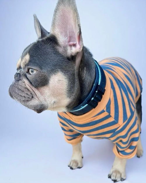 Camden Blue + Goldenrod Striped Dog Sweatshirt