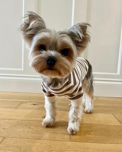 Camden Brown Striped Crewneck Product Image Detail sweatshirts for small dogs