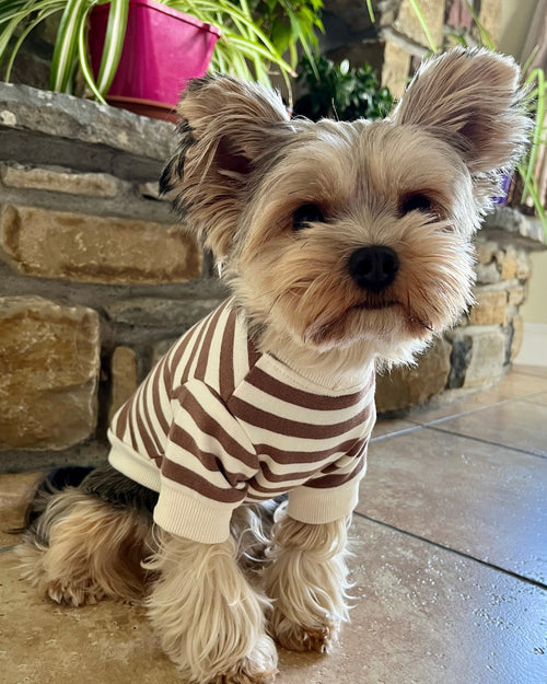 Camden Brown Striped Crewneck Product Image Detail cute small dog sweatshirts