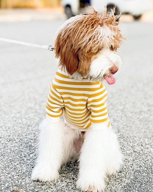 Camden Goldenrod Striped Crewneck Product Image Detail
