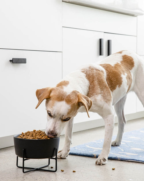 Bone Appétit Black Elevated Dog Bowl