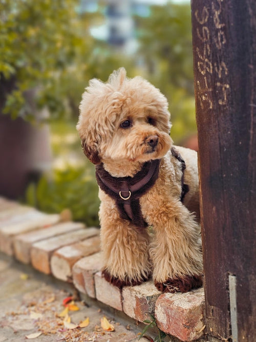 On Cloud K-9 Mocha Teddy Dog Harness