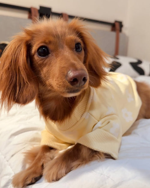 Summer of Love Yellow Daisy Dog Sweatshirt