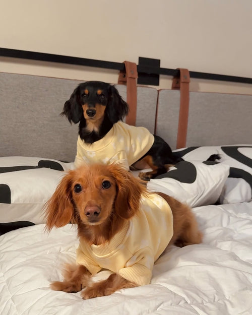 Summer of Love Yellow Daisy Dog Sweatshirt