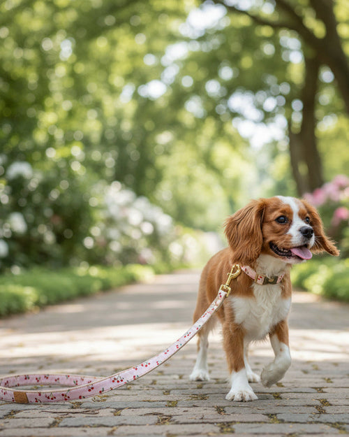 Sunny Stroll Cherry Print Dog Leash