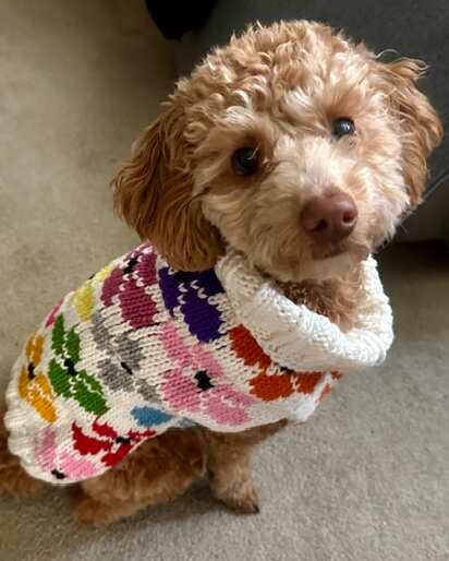 Spring Fling Floral Knit Dog Sweater