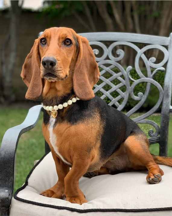Polished Pup Ivory Beaded Dog Necklace