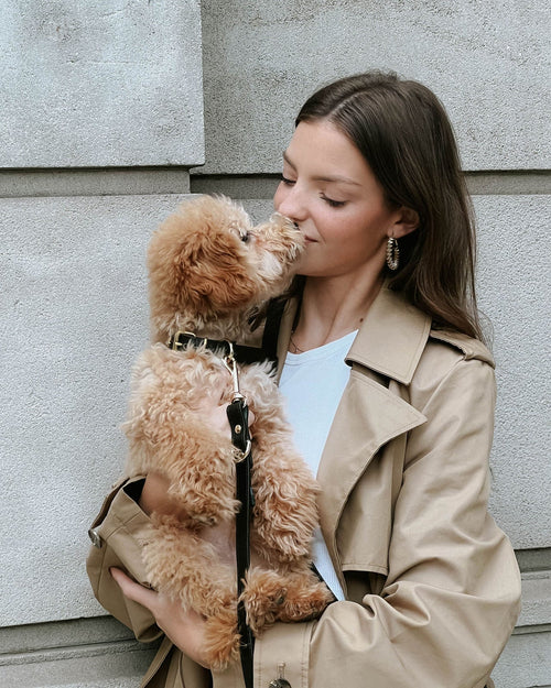 Lifestyle image of black leather studded collar on small dog outdoors, stylish and durable for walks