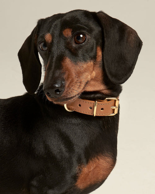 studded camel leather dog collar detail, durable accessory with gold hardware