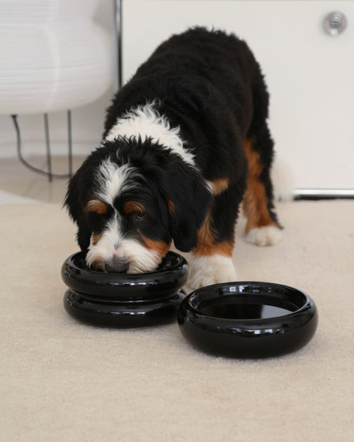  Minimalist onyx pet feeding set designed for modern interiors . Updated June 2026.