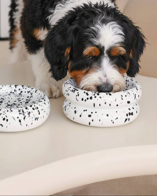  Elegant ceramic pet feeding set in black and white modern style . Updated June 2026.
