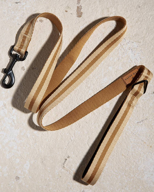 Le Classic dog leash in Rue de Rivoli, perfect for stylish outings with French Bulldogs or Shetland Sheepdogs.