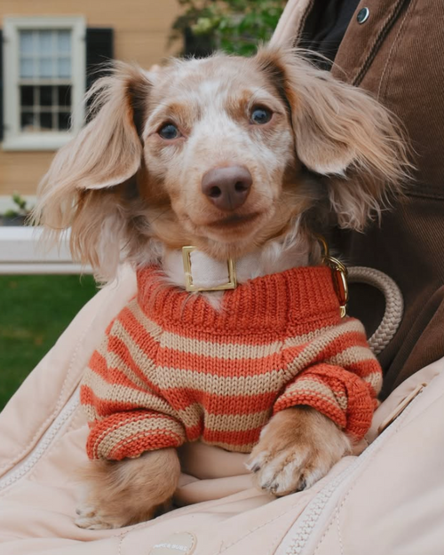 Like A Bandit Orange Striped Dog Sweater