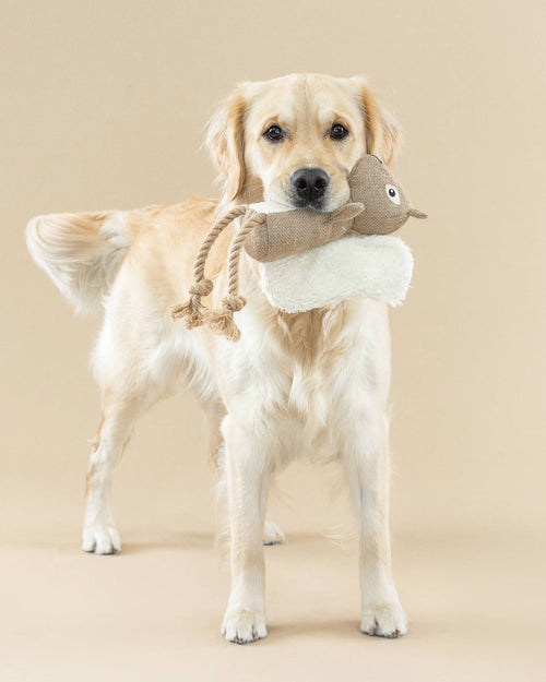 Nutty Buddy Squirrel Organic Dog Toy