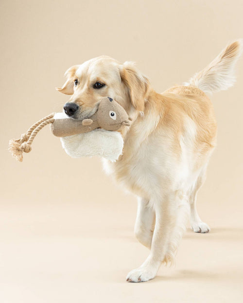 Nutty Buddy Squirrel Organic Dog Toy