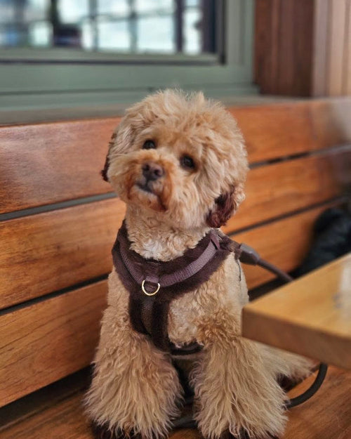 On Cloud K-9 Mocha Teddy Dog Harness