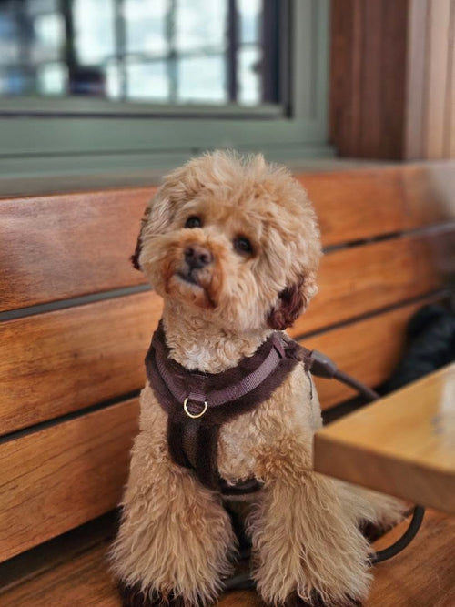 Sunday Stroll Hands-Free Mocha Dog Leash