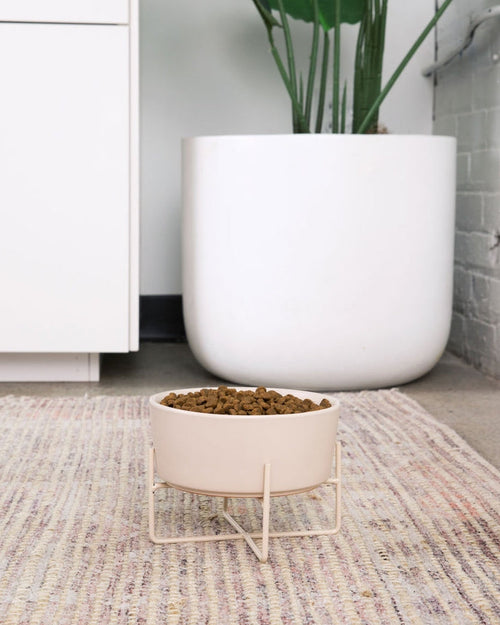 Bone Appétit Buttercream Elevated Dog Bowl