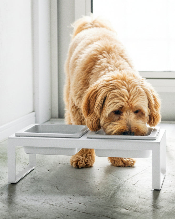 Minimalist Dog Bowls, Elevated Feeding Set, White – FURB