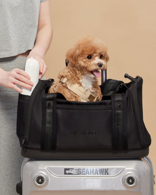 Black dog travel carrier designed for comfortable trips and everyday adventures, airline-friendly and stylish, great for French bulldogs and pugs