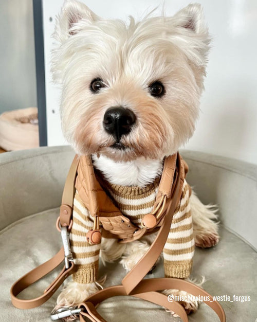 maxbone Easy Fit Jacket in Camel Product Image Detail. corgi puppy jacket 