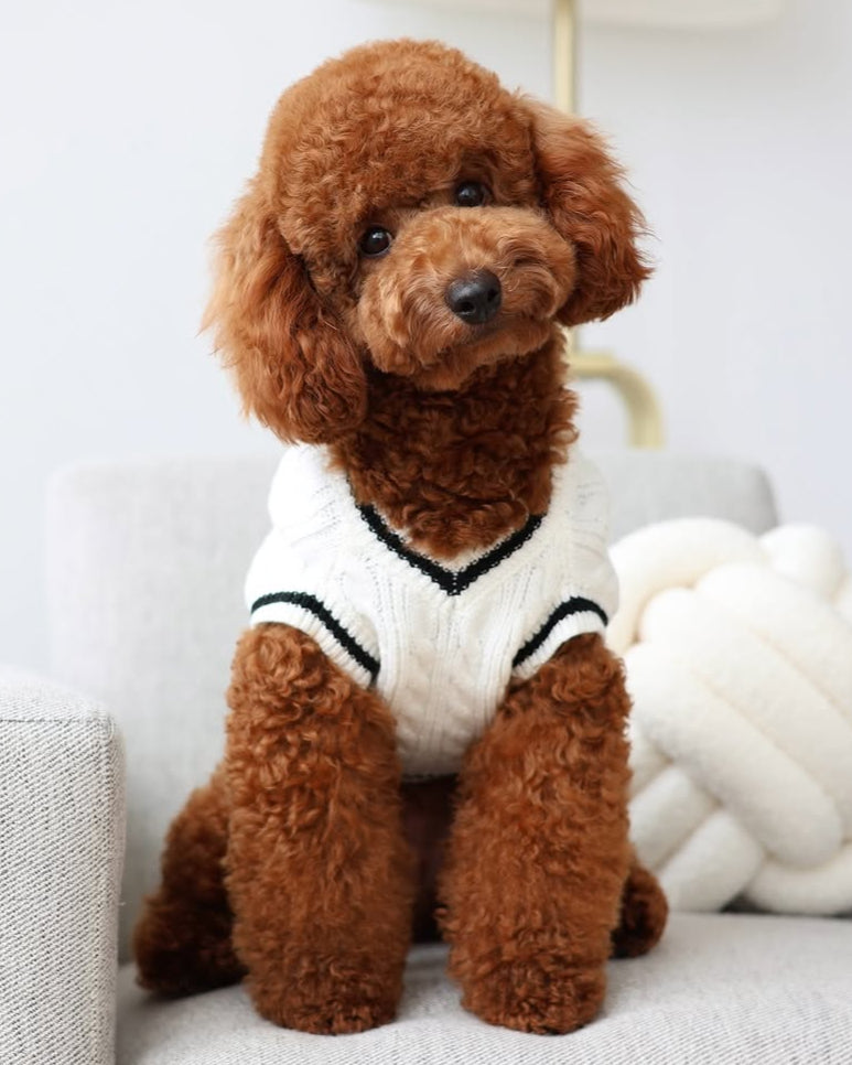 Ivory Cable Knit Dog Sweater – FURB