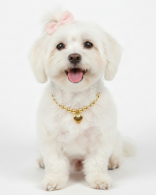A small white dog sitting against a white studio background, wearing a gold beaded collar with a heart-shaped pendant and a pink bow in its hair.
