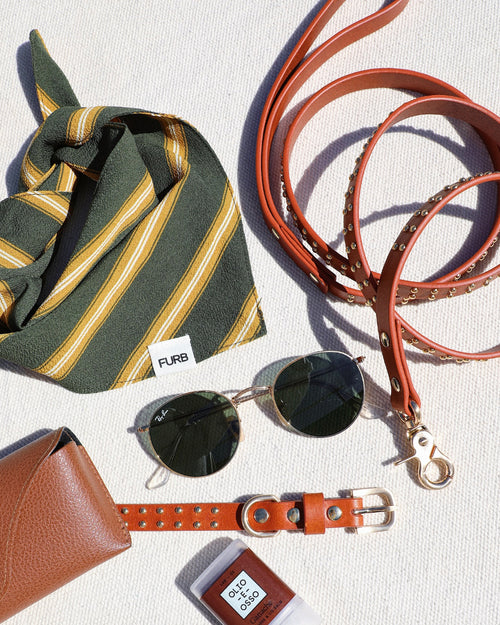Tan leather collar paired with green dog bandana, highlighting complementary dog fashion accessories for daily wear and walks