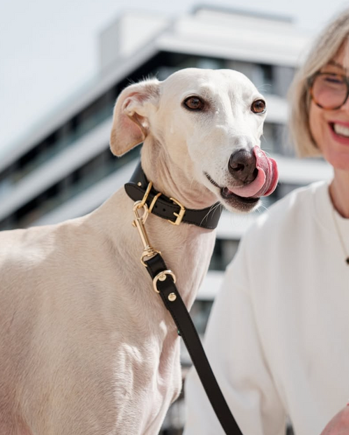 Roma Collar Black Leather Walk Kit