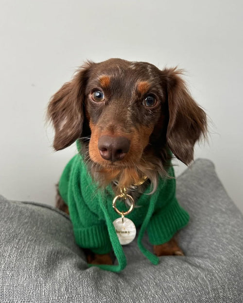 Venice Kelly Green Dog Hoodie