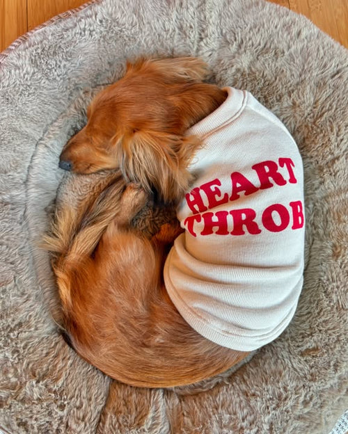 Heart Throb Dog Sweatshirt